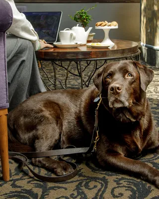 Un labrador color cioccolato accucciato nella sala del Fenix Hotel Roma, hotel pet friendly